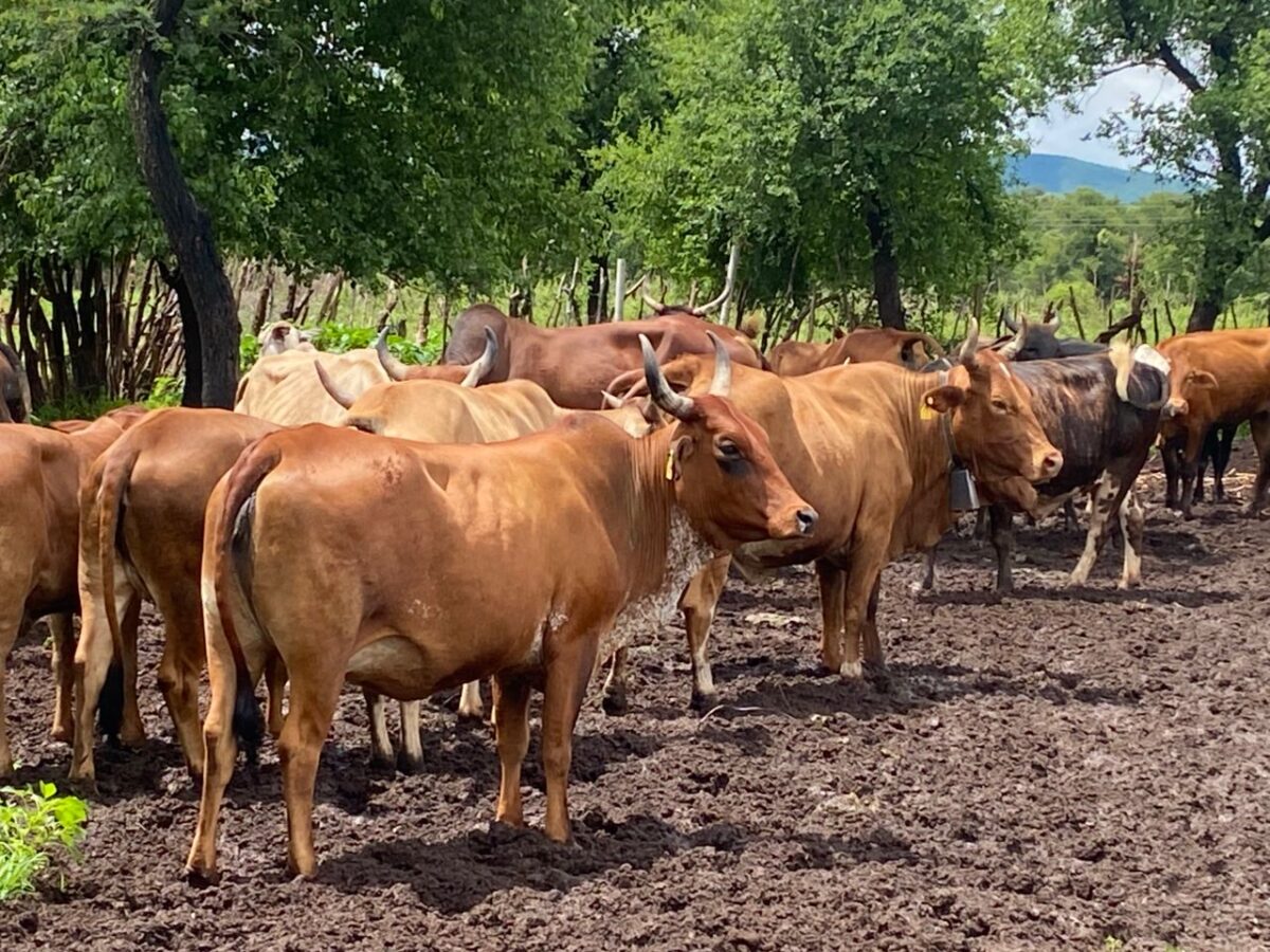 Cattle Fattening