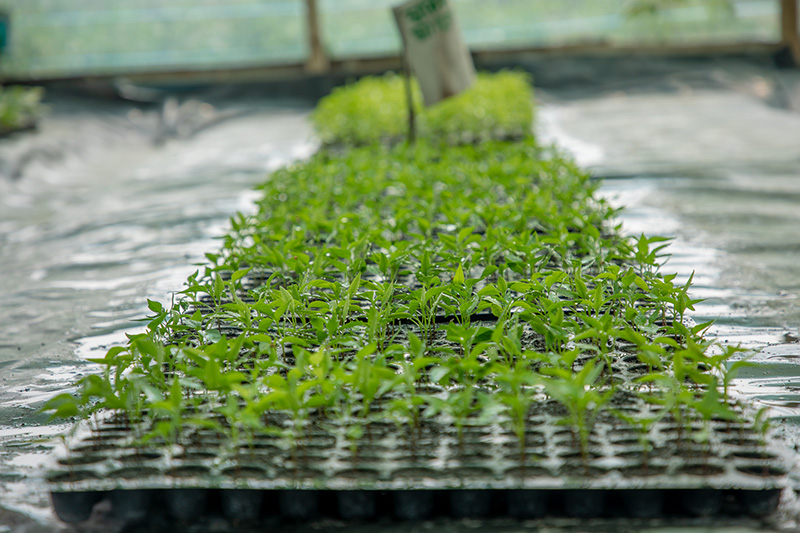 Agriculture at Chibuwe Technical High School