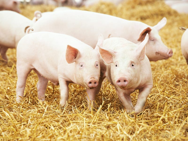 Piggery